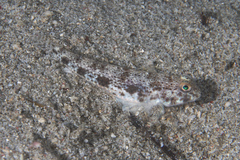 Black-Spot Sandgoby photo 3