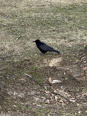 Corvus brachyrhynchos