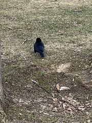 Corvus brachyrhynchos