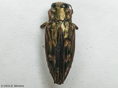 Chrysobothris acutipennis