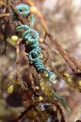 Chaetomorpha spiralis