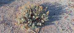Atriplex barclayana