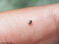 Scymnobius galapagoensis