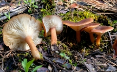 Infundibulicybe squamulosa