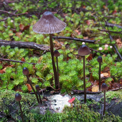 Mycena cystidiosa
