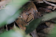 Xanthotaenia busiris