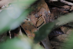 Xanthotaenia busiris