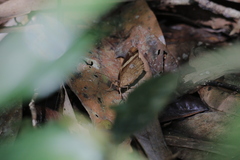 Xanthotaenia busiris