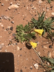 Oenothera grandis