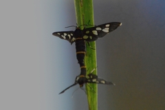 Amata cyssea