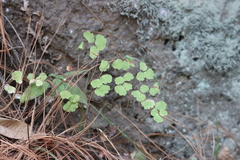 Adiantum poiretii