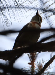 Vireolanius melitophrys