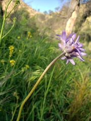 Dichelostemma
