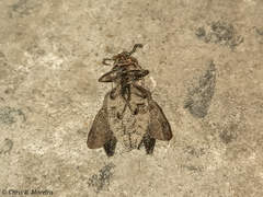 Chrysobothris acutipennis