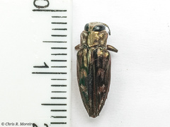 Chrysobothris acutipennis