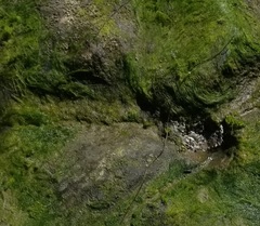 Ulva rigida