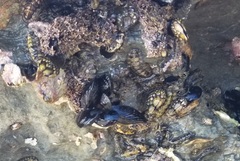 Mytilus californianus