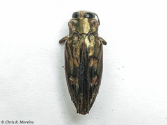 Chrysobothris acutipennis