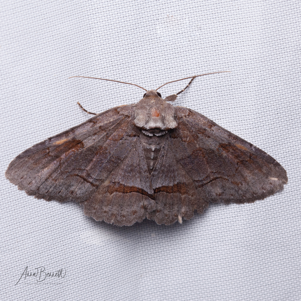 Oblique and Brown-spotted Zale Moths and Allies