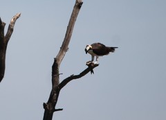 Pandion haliaetus