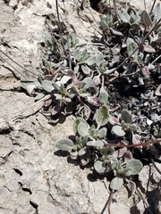 Eriogonum jamesii simplex