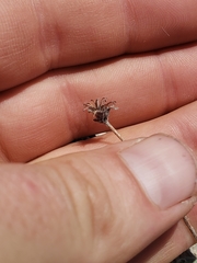 Eriogonum jamesii simplex