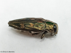 Chrysobothris acutipennis