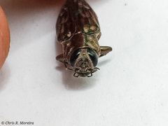 Chrysobothris acutipennis