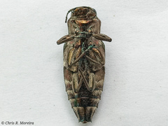 Chrysobothris acutipennis