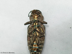 Chrysobothris acutipennis