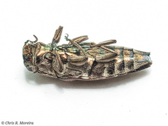 Chrysobothris acutipennis