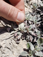 Eriogonum jamesii simplex