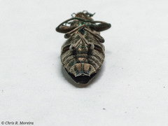 Chrysobothris acutipennis