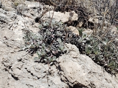 Eriogonum jamesii simplex