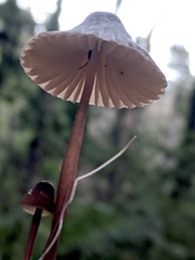 Mycena cystidiosa
