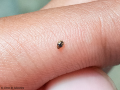 Scymnobius galapagoensis