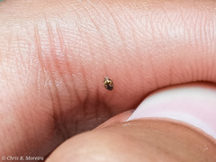 Scymnobius galapagoensis