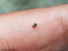 Scymnobius galapagoensis