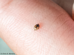 Scymnobius galapagoensis