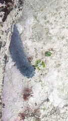 Holothuria leucospilota
