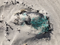 Eudyptula minor iredalei