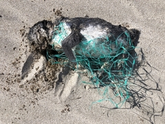 Eudyptula minor iredalei