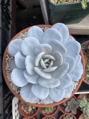 Echeveria laui