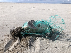 Eudyptula minor iredalei