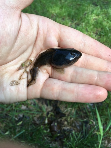 Green Frog photographed in Minnesota