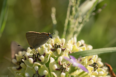 Satyrium favonius autolycus