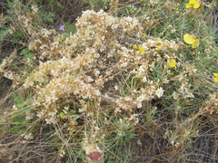 Cuscuta indecora