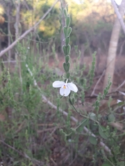 Carlowrightia