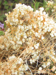 Cuscuta indecora