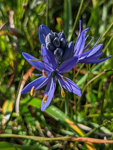 great camas